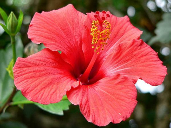 Duplex Hibiscus Lejlighed Sainte-Clotilde Eksteriør billede